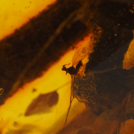 Naszyjnik  na rzemieniu -  przezroczysty Bursztyn z gałęzią oraz muchami